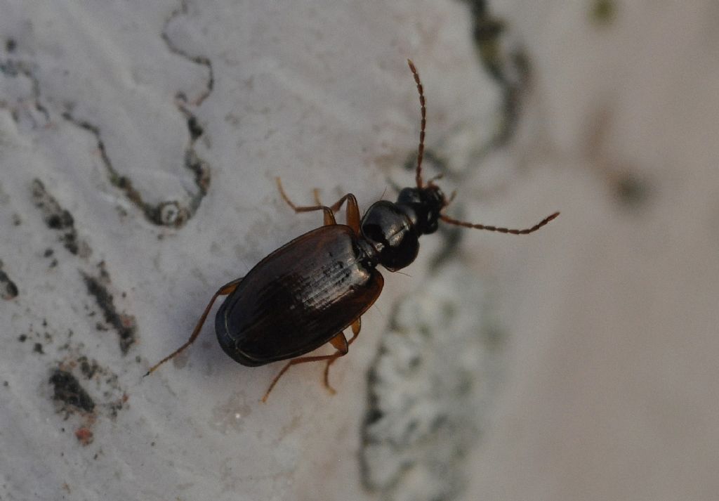 Carabidae: Trechus quadristriatus